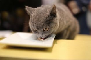 A picture of a finicky cat licking a plate