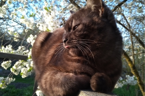 cat outdoors in springtime with blooming tree